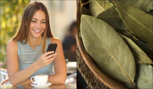  Herkes neden telefon kılıfının altına defne yaprağı koyar