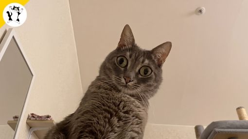  Komik Kediler Asla Beklediğiniz Gibi Davranmaz YENİ Komik Kedi Videoları
